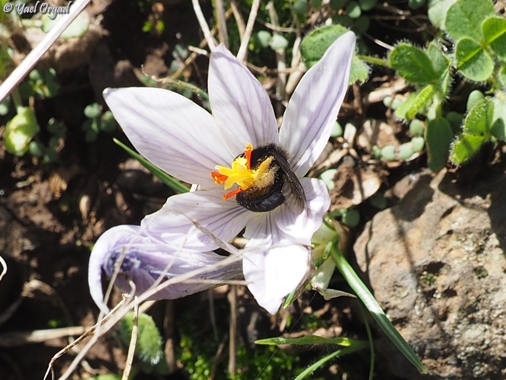 Andrena crocusella