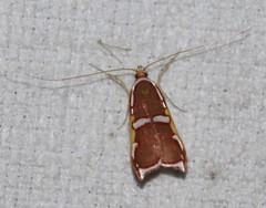 Barantola pulcherrima