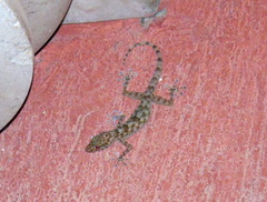 Ptyodactylus hasselquistii