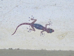 Ptyodactylus hasselquistii