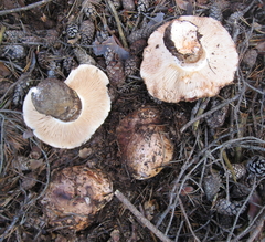 Tricholoma colossus