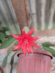 Rhipsalidopsis gaertneri