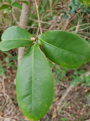 Ochna thomasiana
