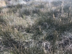 Juncus roemerianus
