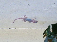 Ptyodactylus hasselquistii