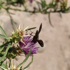 Macrocondyla lugubris