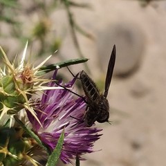 Macrocondyla lugubris