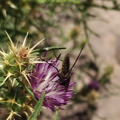 Macrocondyla lugubris