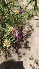 Macrocondyla lugubris