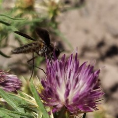 Macrocondyla lugubris