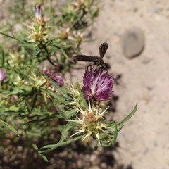 Macrocondyla lugubris