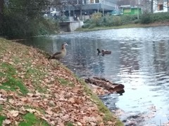 Alopochen aegyptiaca