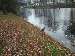 Alopochen aegyptiaca