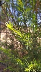 Baccharis linearis