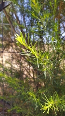 Baccharis linearis