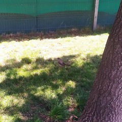 Turdus falcklandii magellanicus