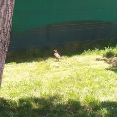 Turdus falcklandii magellanicus