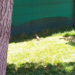 Turdus falcklandii magellanicus