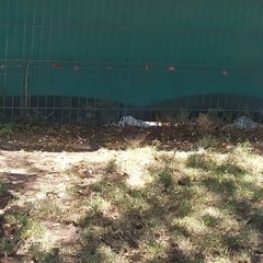 Turdus falcklandii magellanicus