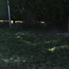 Turdus falcklandii magellanicus