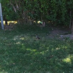 Turdus falcklandii magellanicus