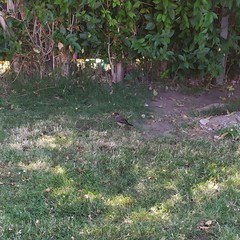 Turdus falcklandii magellanicus