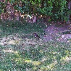 Turdus falcklandii magellanicus