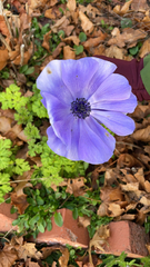 Anemone coronaria