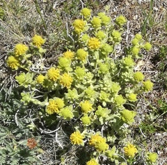 Teucrium aureum