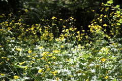 Ranunculus constantinopolitanus