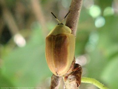 Anacassis fuscata