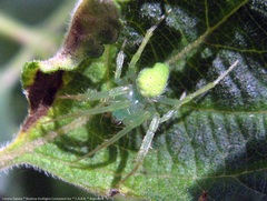 Araneus uniformis