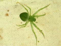 Araneus uniformis