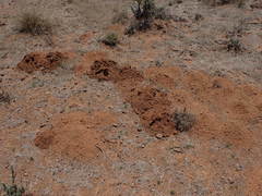 Cryptomys hottentotus