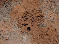 Cryptomys hottentotus