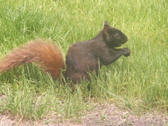 Sciurus carolinensis