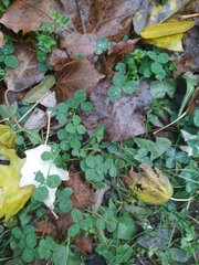 Trifolium repens