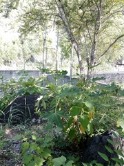 Cnidoscolus angustidens