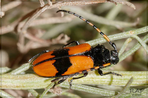 Xylocaris oculata