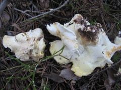 Albatrellus subrubescens