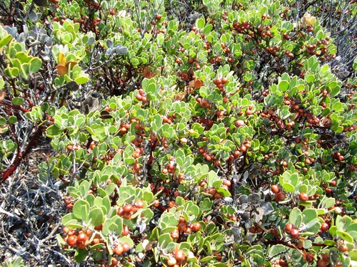Mt. Tamalpais Manzanita fruiting