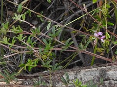 Indigofera angustifolia