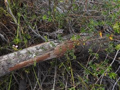 Indigofera angustifolia