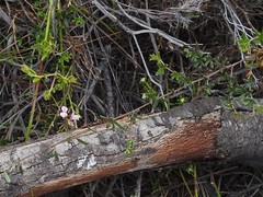 Indigofera angustifolia