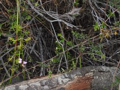 Indigofera angustifolia