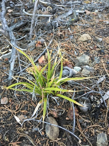 Image of Carex obispoensis by (c) redrovertracy, some rights reserved (CC BY)
