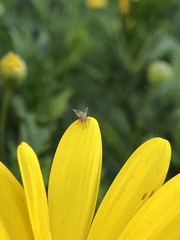 Neotephritis finalis