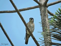 Falco sparverius