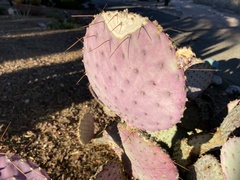 Opuntia santa-rita