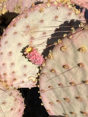 Opuntia santa-rita